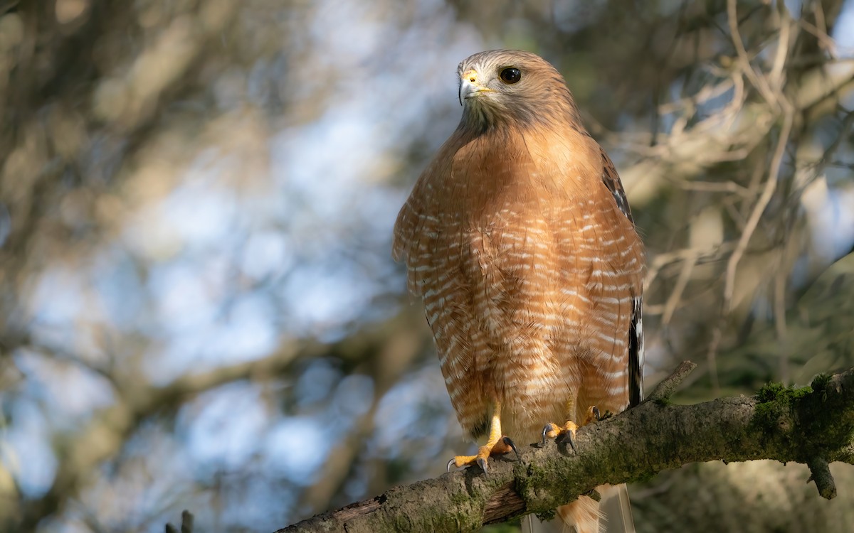 Rotschulterbussard (elegans) - ML526791831