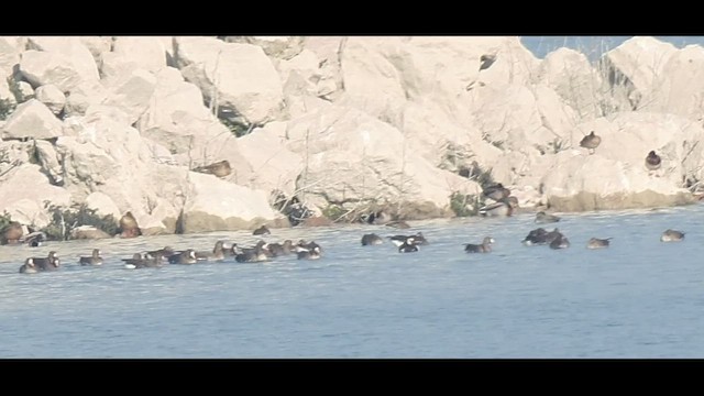 Branta musuzuria - ML526792841