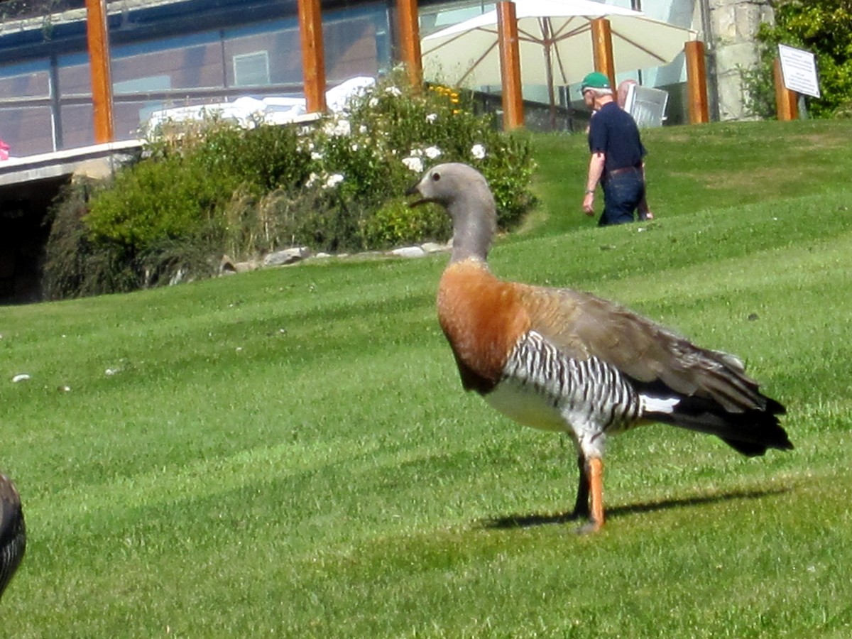 Ashy-headed Goose - ML526792871