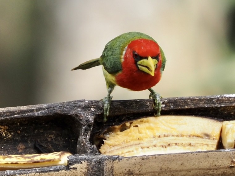 Red-headed Barbet - ML526793021