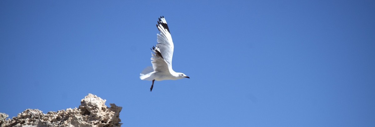 Silver Gull - ML526793481
