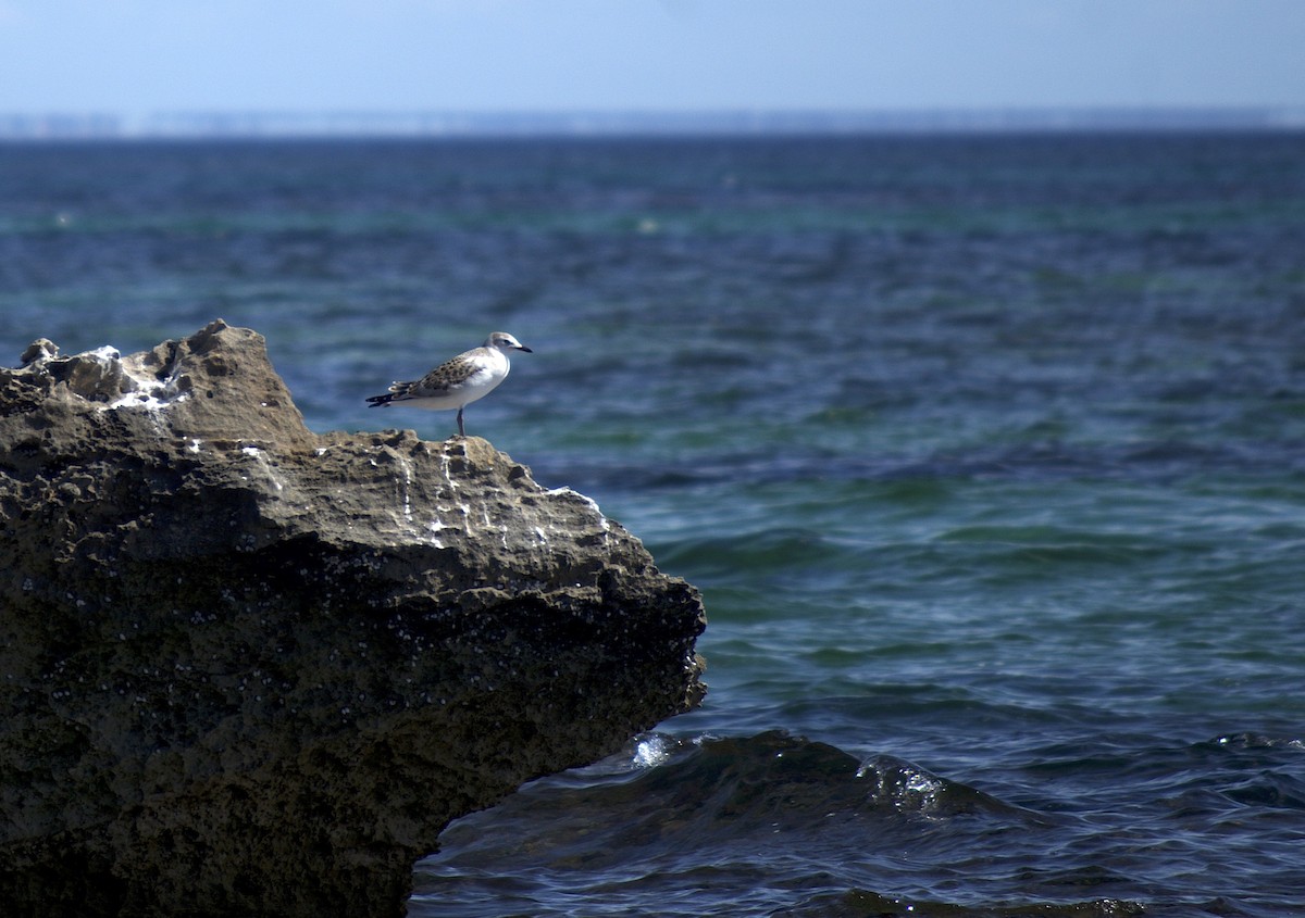 Silver Gull - ML526793491