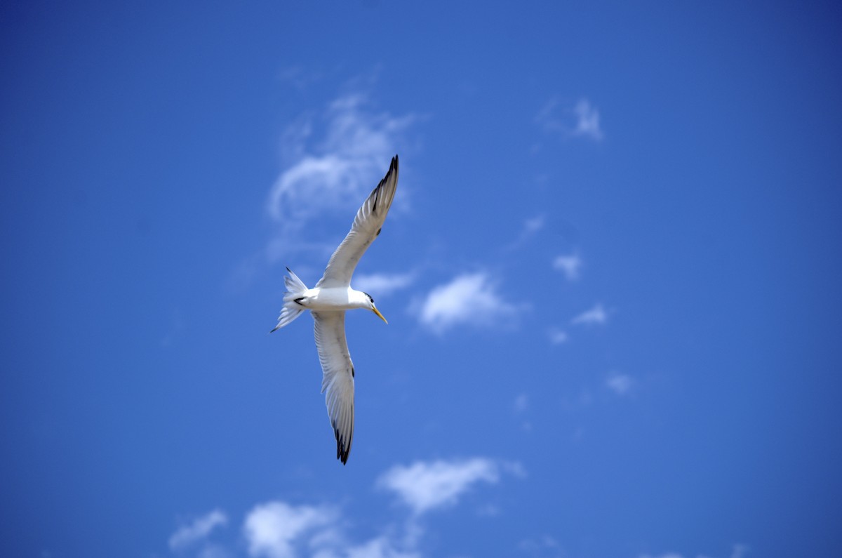 Great Crested Tern - ML526793551