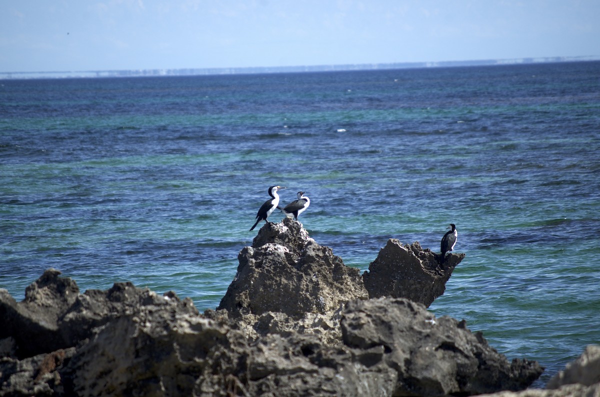Pied Cormorant - ML526793601