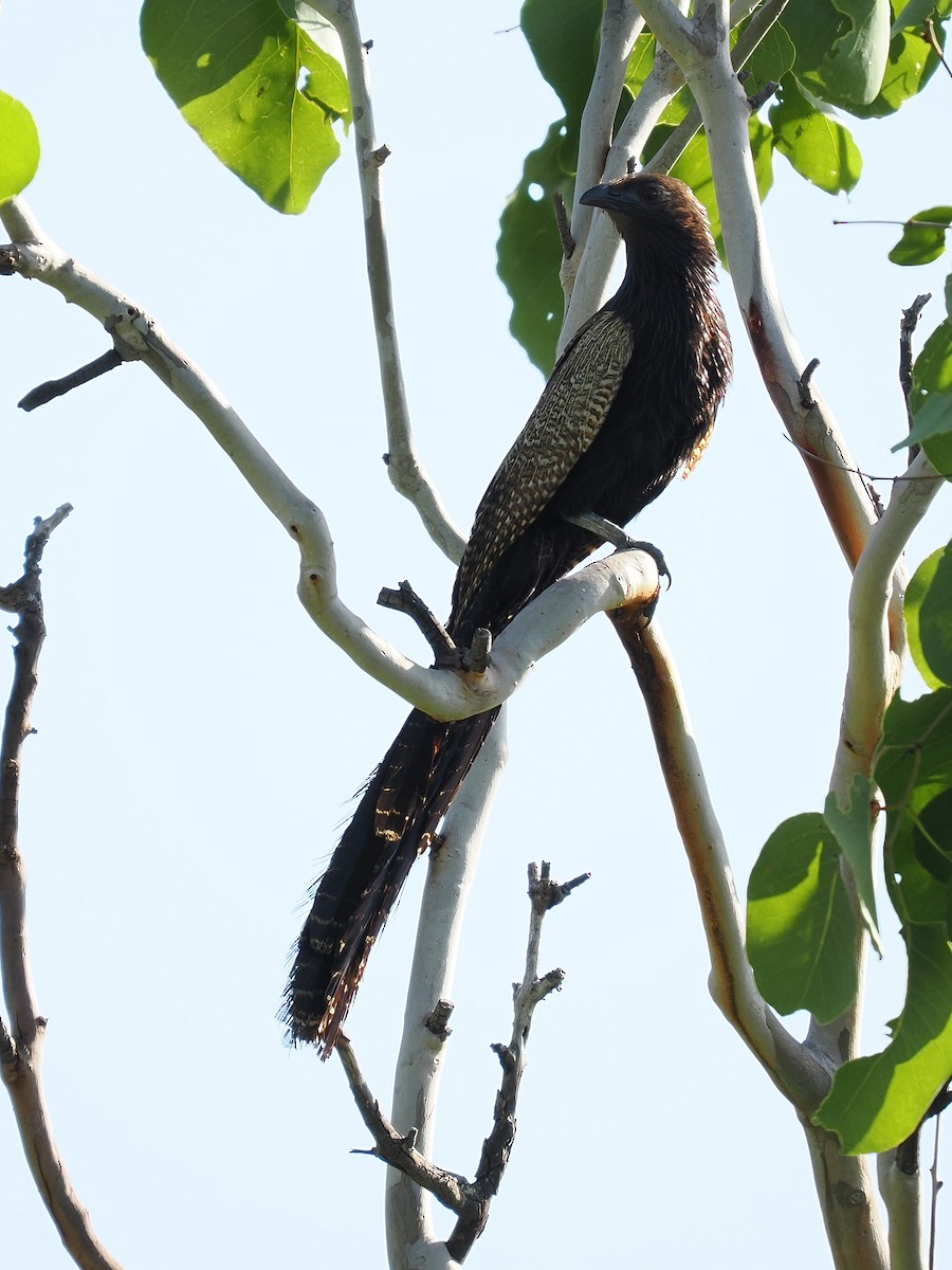 Pheasant Coucal - ML526793641