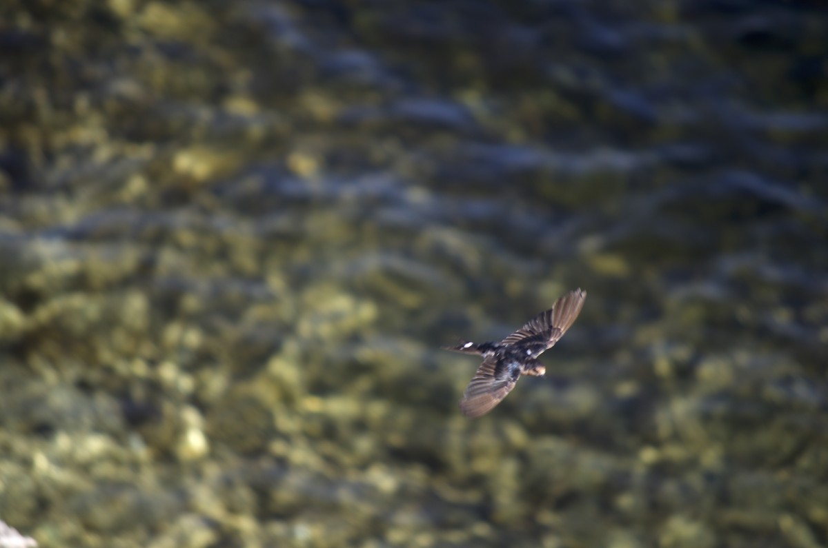 Welcome Swallow - ML526793691