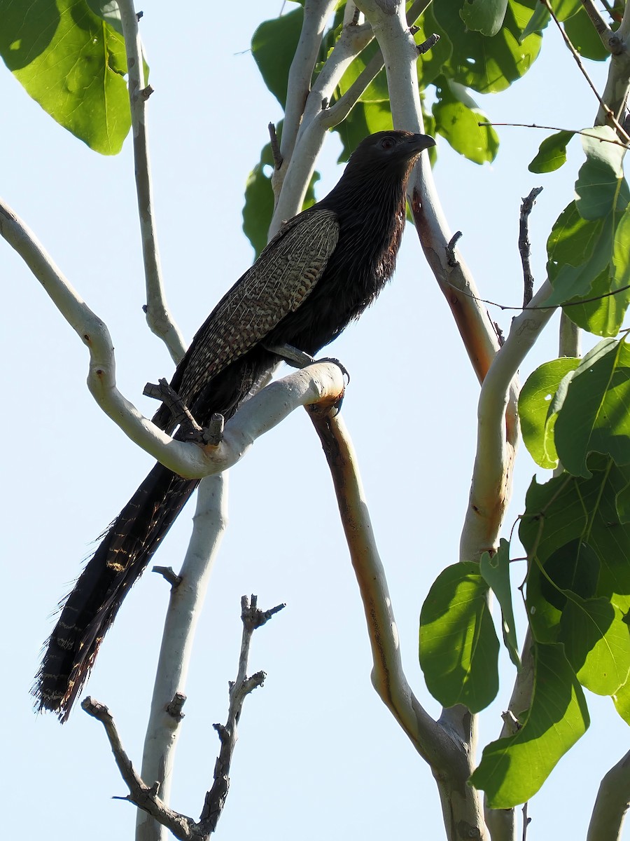 Pheasant Coucal - Len and Chris Ezzy