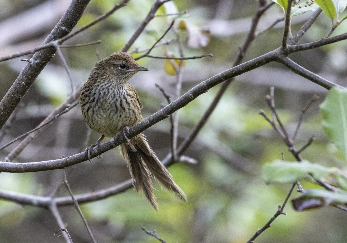 New Zealand Fernbird - ML526795171