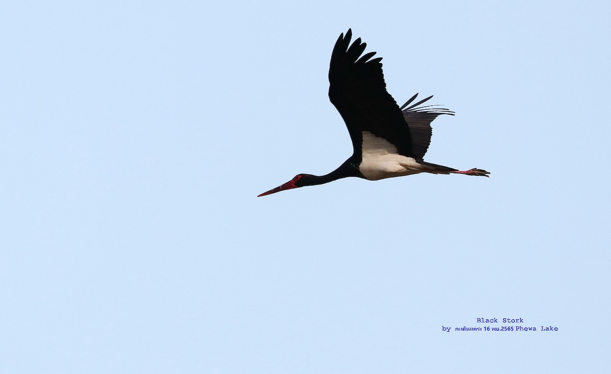 Black Stork - Argrit Boonsanguan