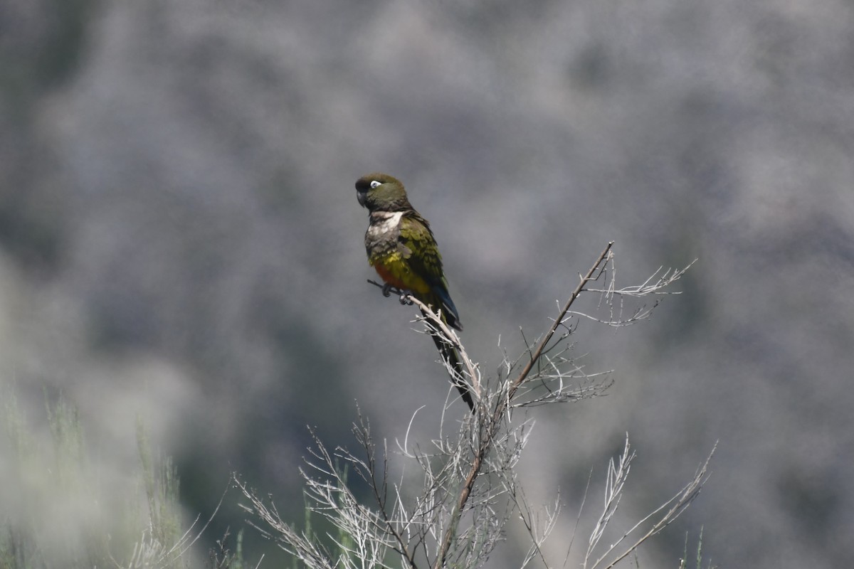 Burrowing Parakeet (Chilean) - ML526795591