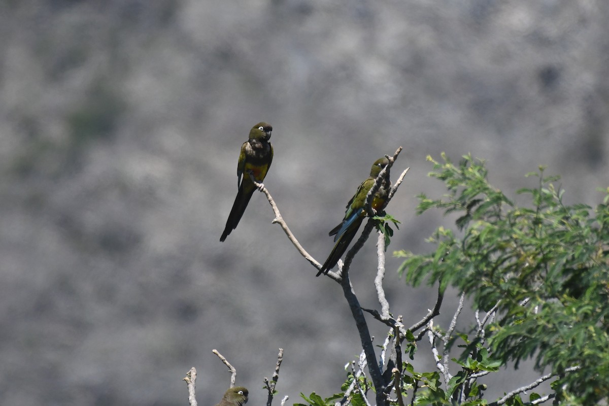 Burrowing Parakeet (Chilean) - ML526795601