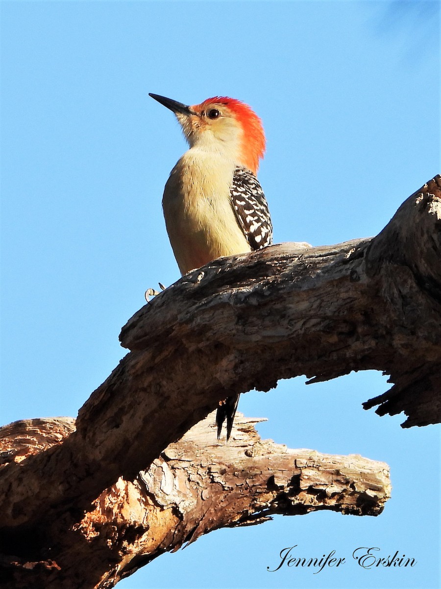 Red-bellied Woodpecker - Jennifer Erskin