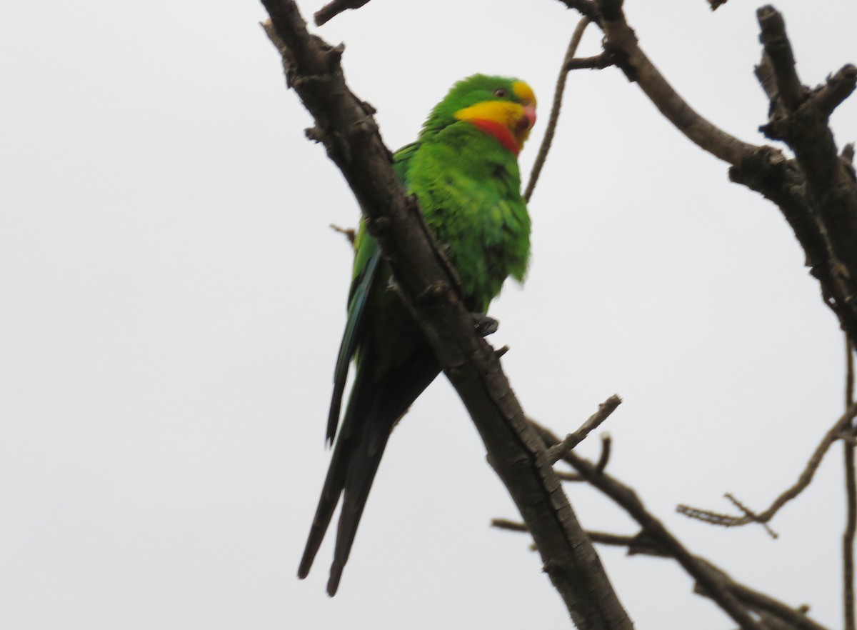 Superb Parrot - ML526796341