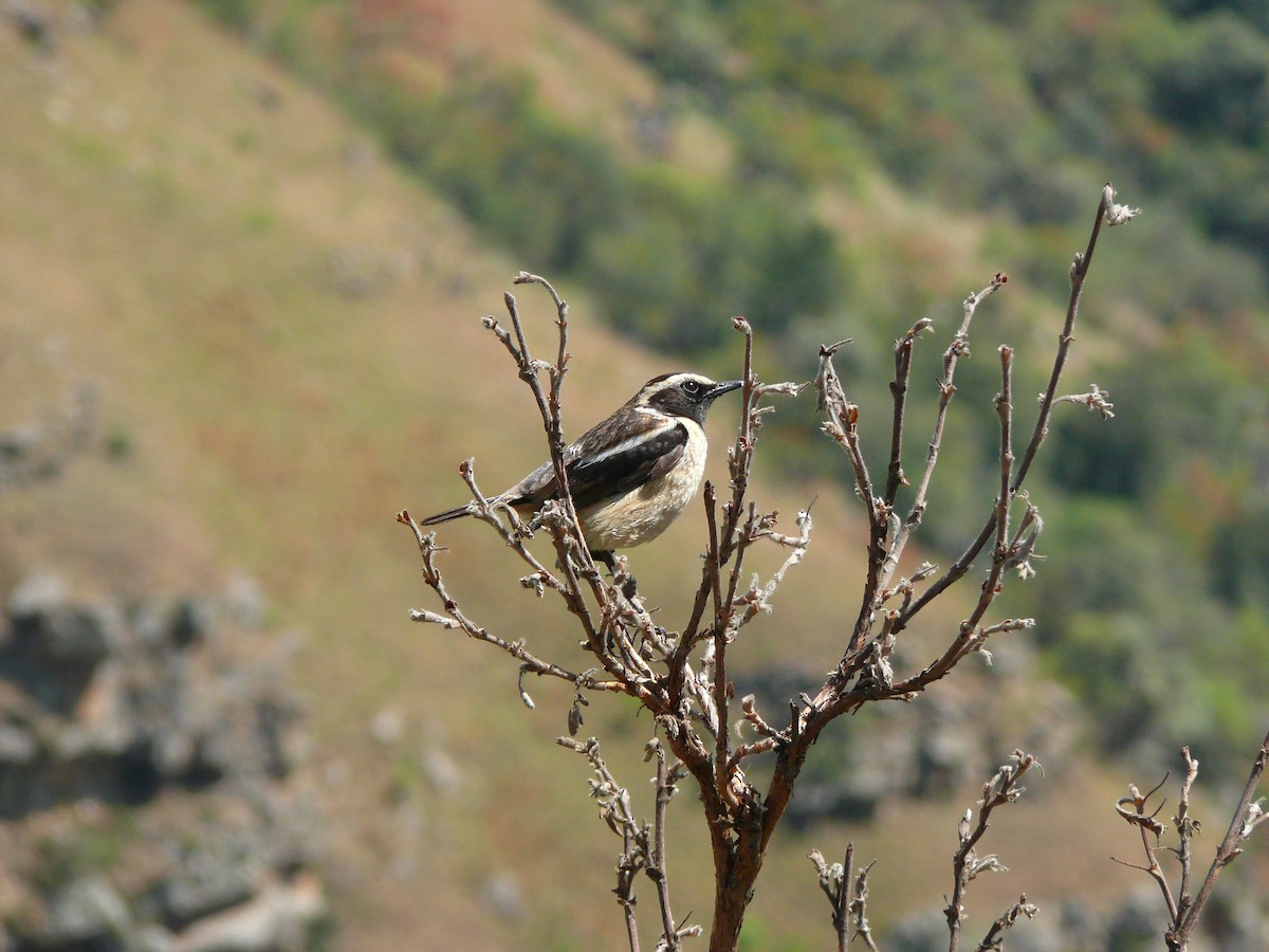 Buff-streaked Chat - ML526796801