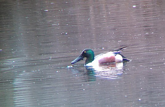 Northern Shoveler - ML52679711