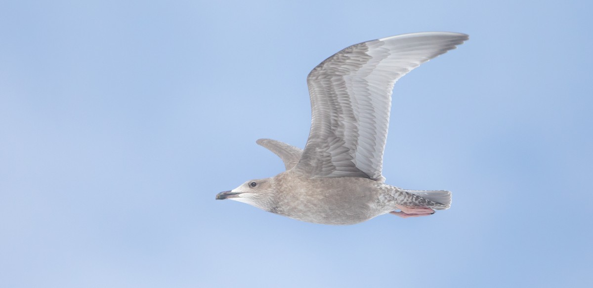 Gaviota Groenlandesa (thayeri) - ML526797731