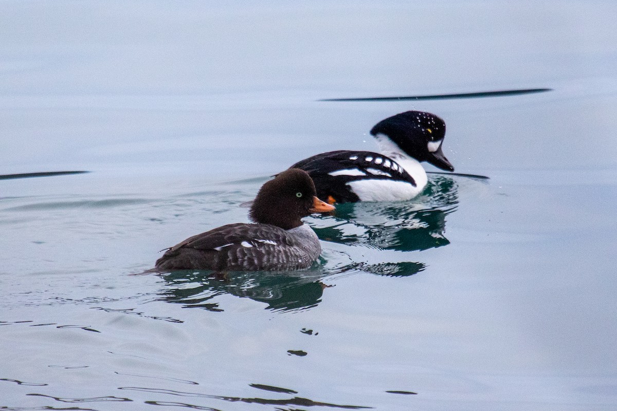 Barrow's Goldeneye - ML526798381