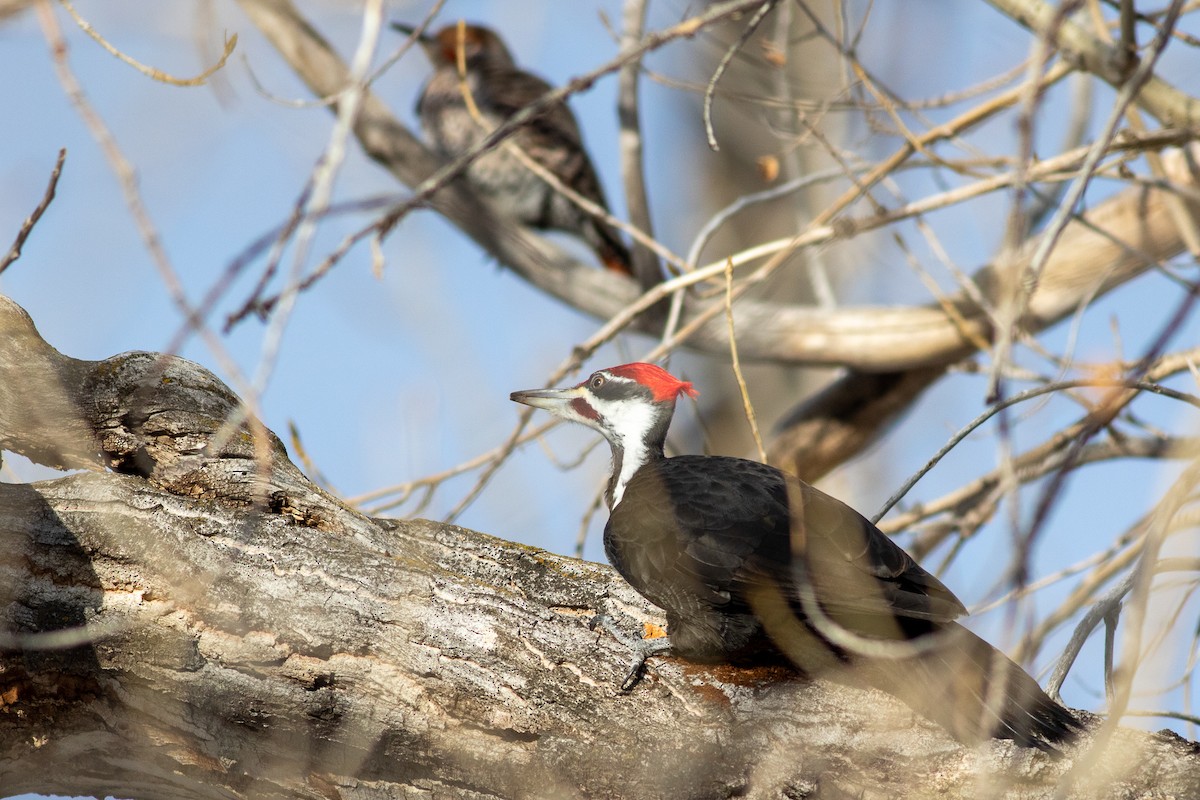 Pileated Woodpecker - ML526798491