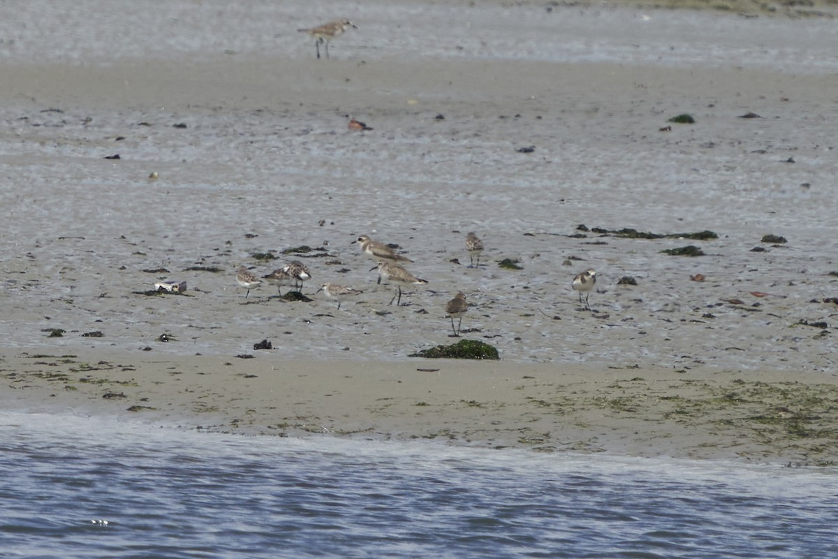 Curlew Sandpiper - krishna gopagondanahalli