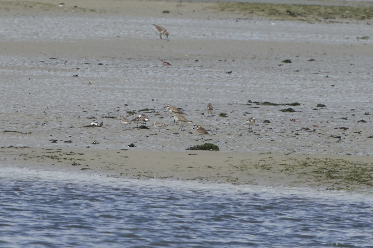 Curlew Sandpiper - ML526798591