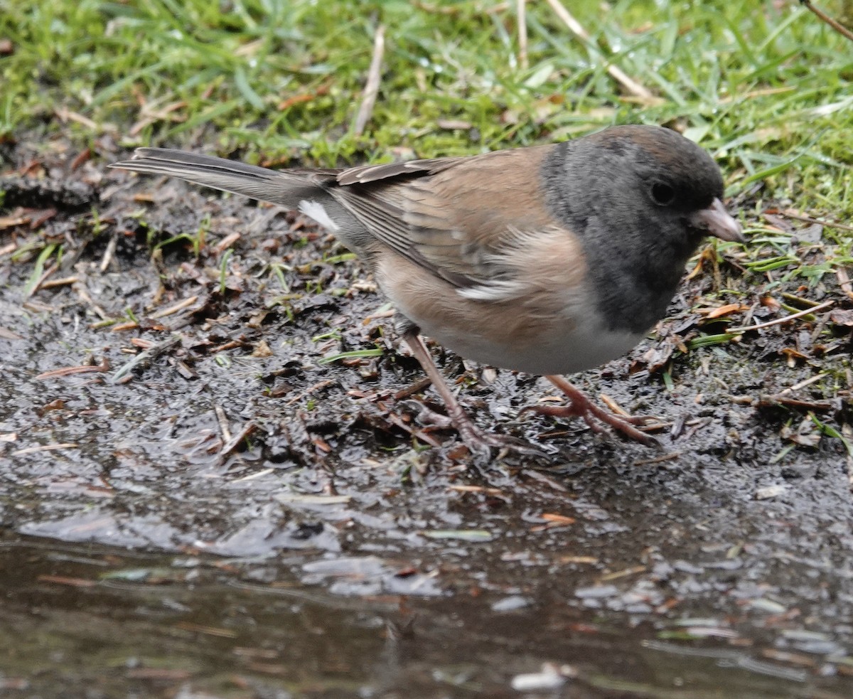 Dark-eyed Junco (Oregon) - ML526798771