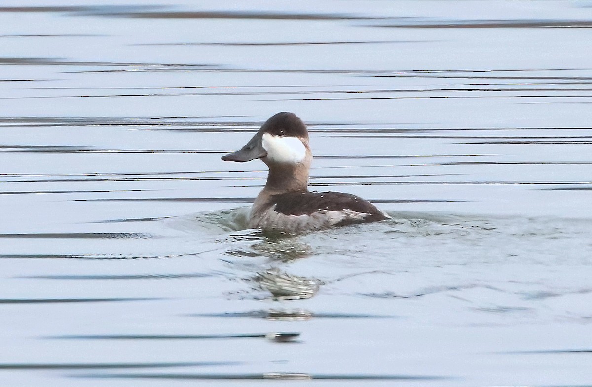 Ruddy Duck - ML526799091