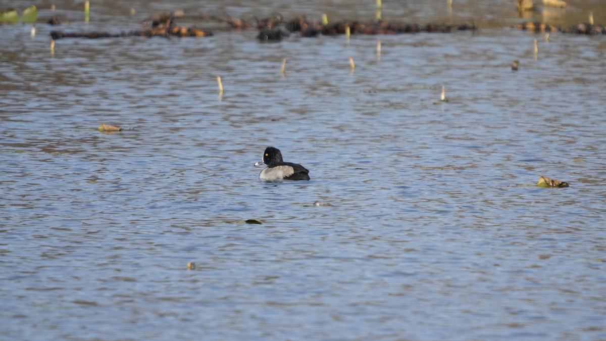 Ring-necked Duck - ML526799281