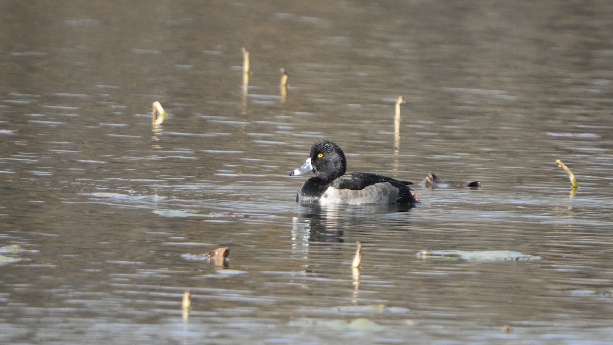 Ring-necked Duck - ML526799341