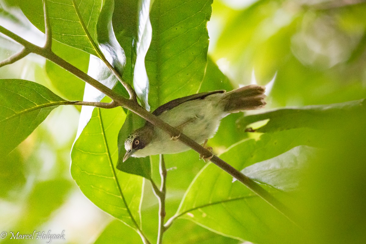 Flores White-eye - Marcel Holyoak