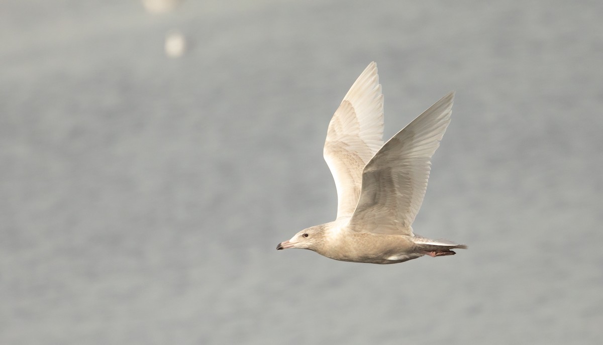 Glaucous Gull - Michelle Schreder