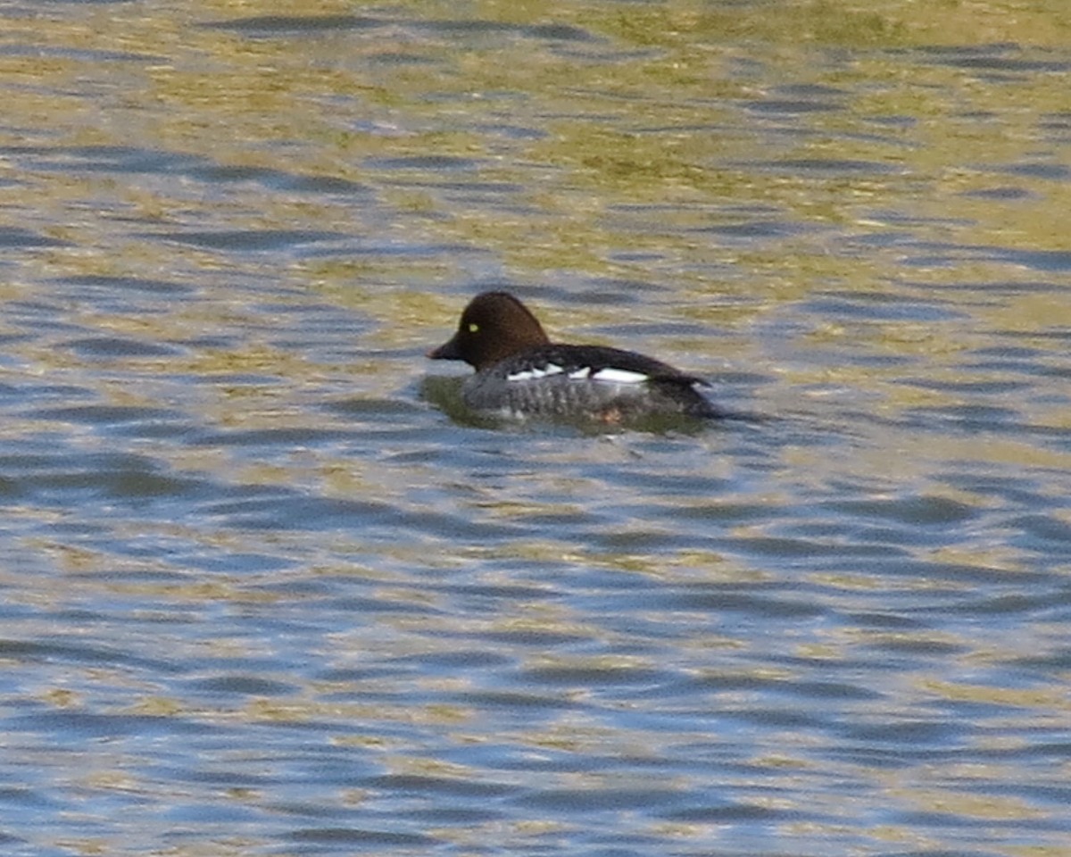 Common Goldeneye - ML526801861