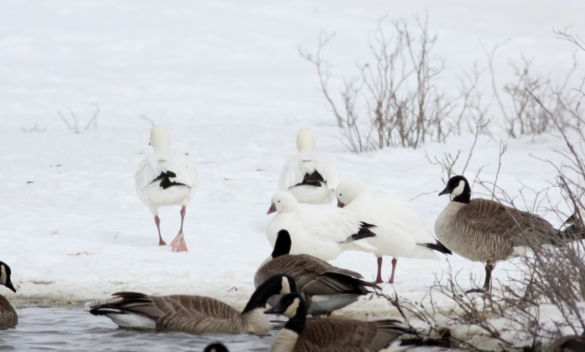 Ross's Goose - ML52680191