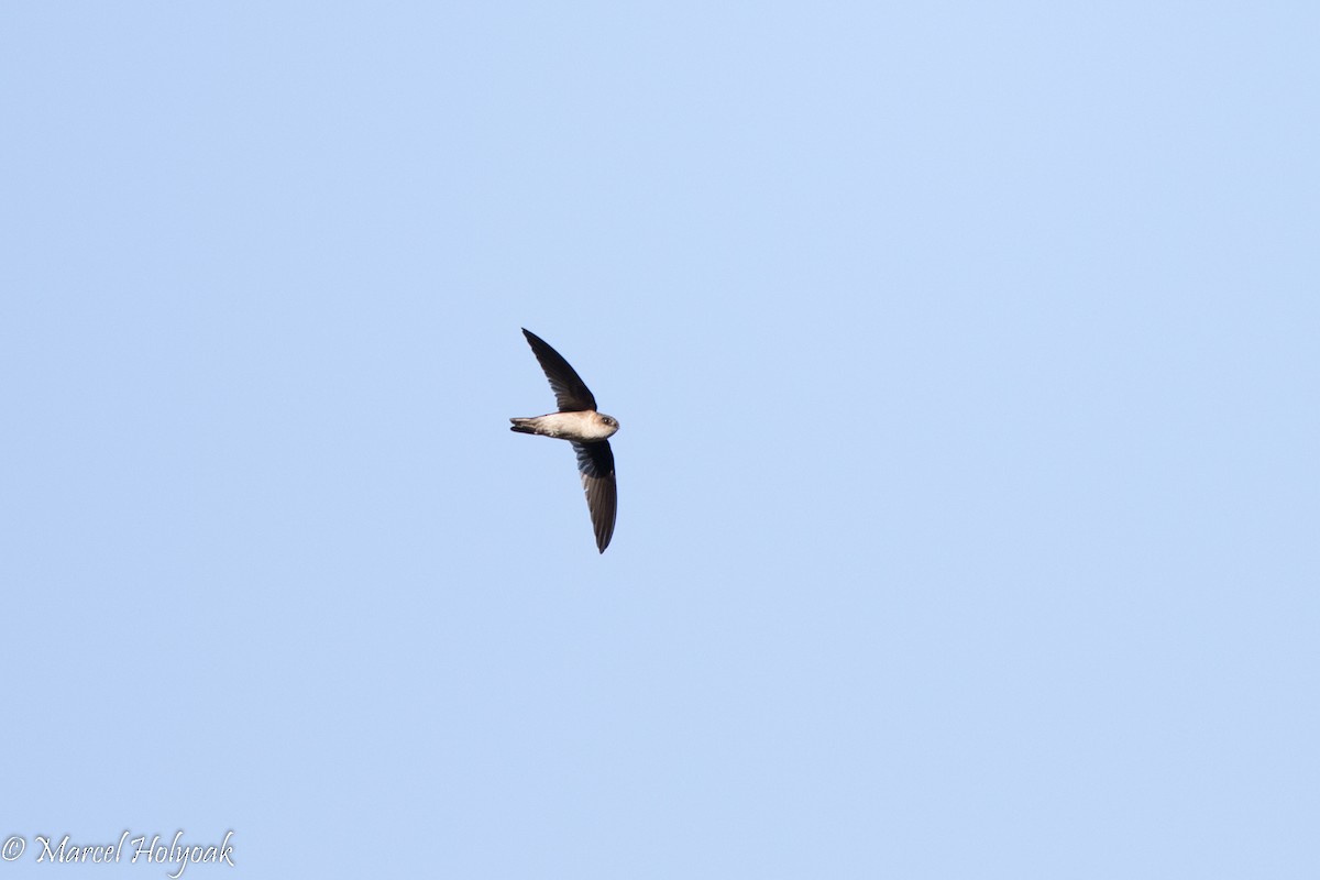 Tenggara Swiftlet - Marcel Holyoak