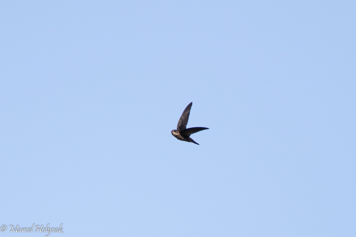 White-nest Swiftlet - Marcel Holyoak