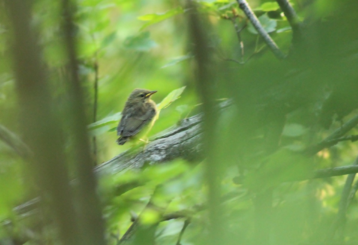 MacGillivray's Warbler - ML52680311