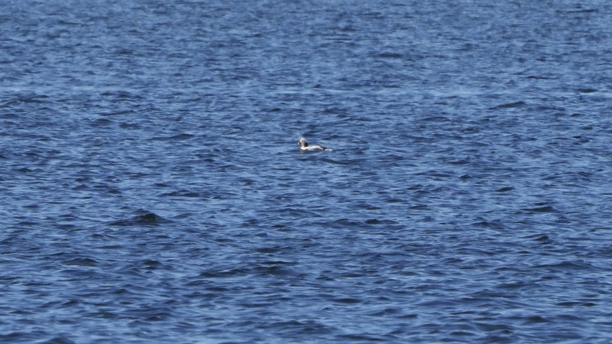 Long-tailed Duck - ML526803681