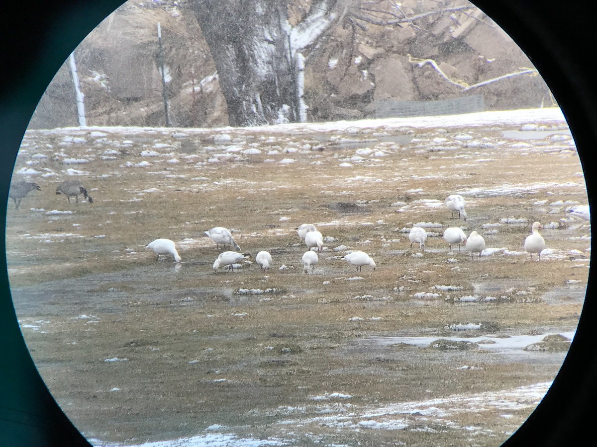 Цасны галуу - ML526805711