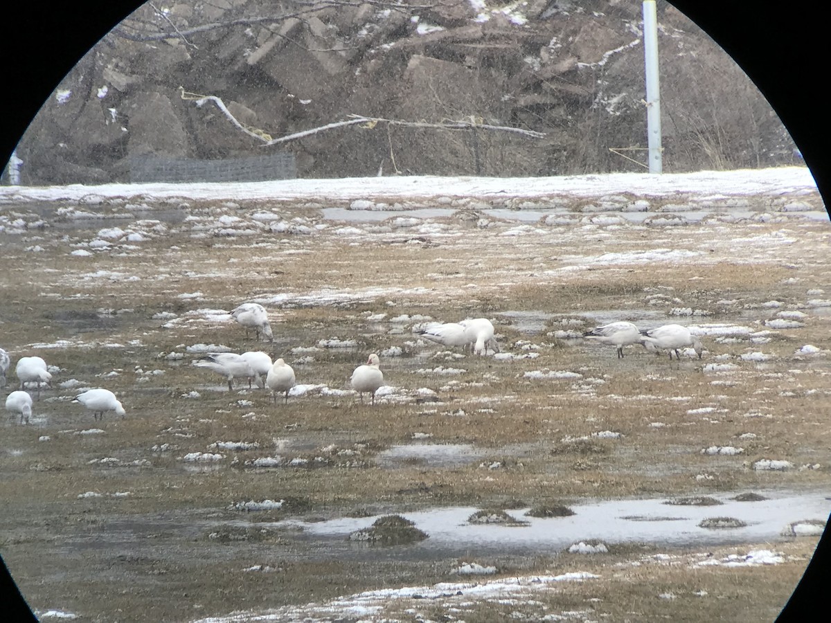 Цасны галуу - ML526805721