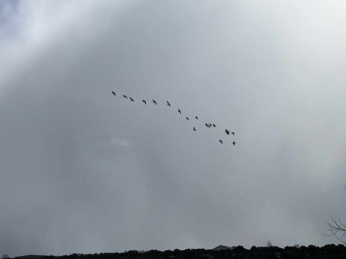 Цасны галуу - ML526805731