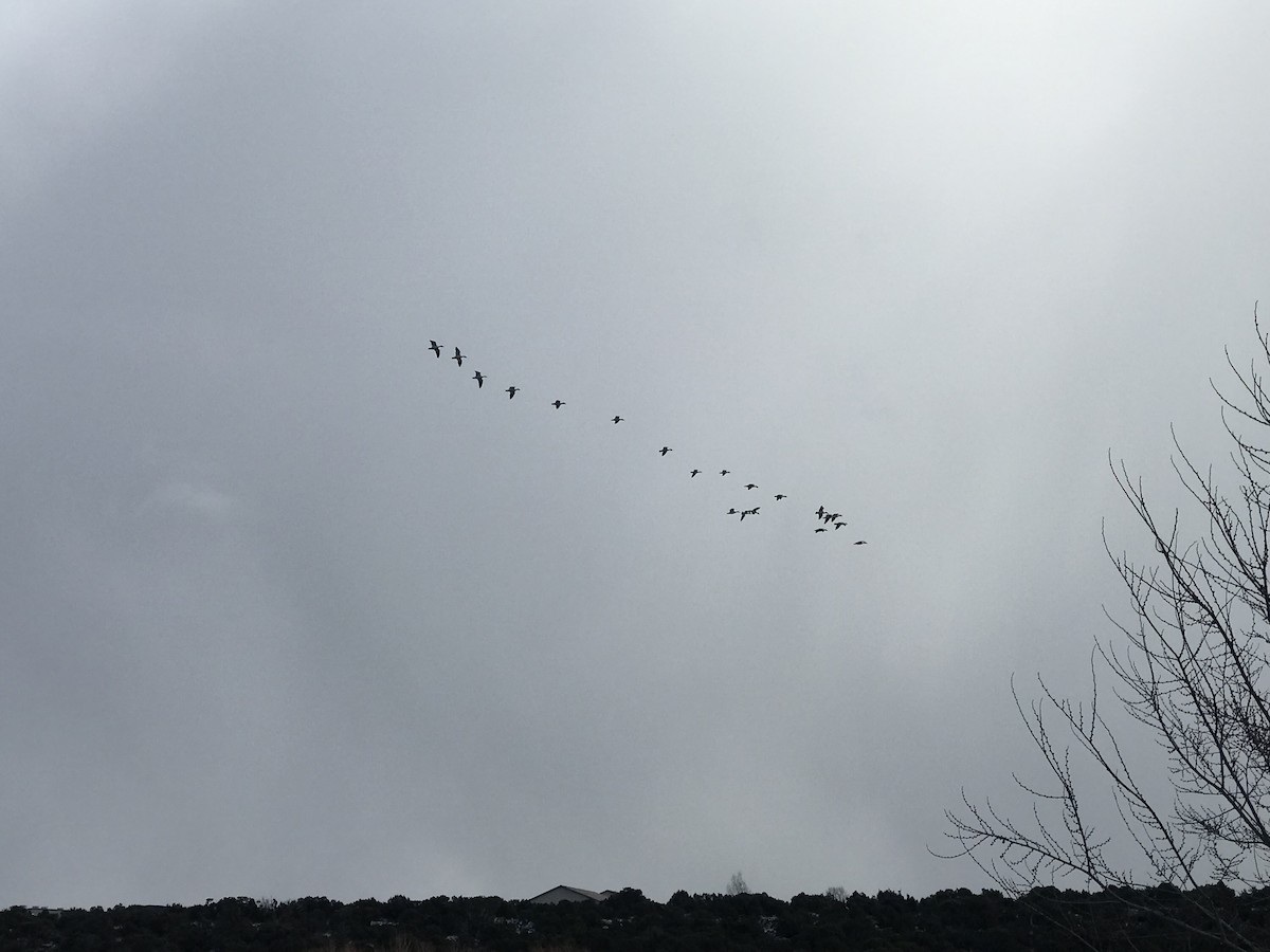 Цасны галуу - ML526805751