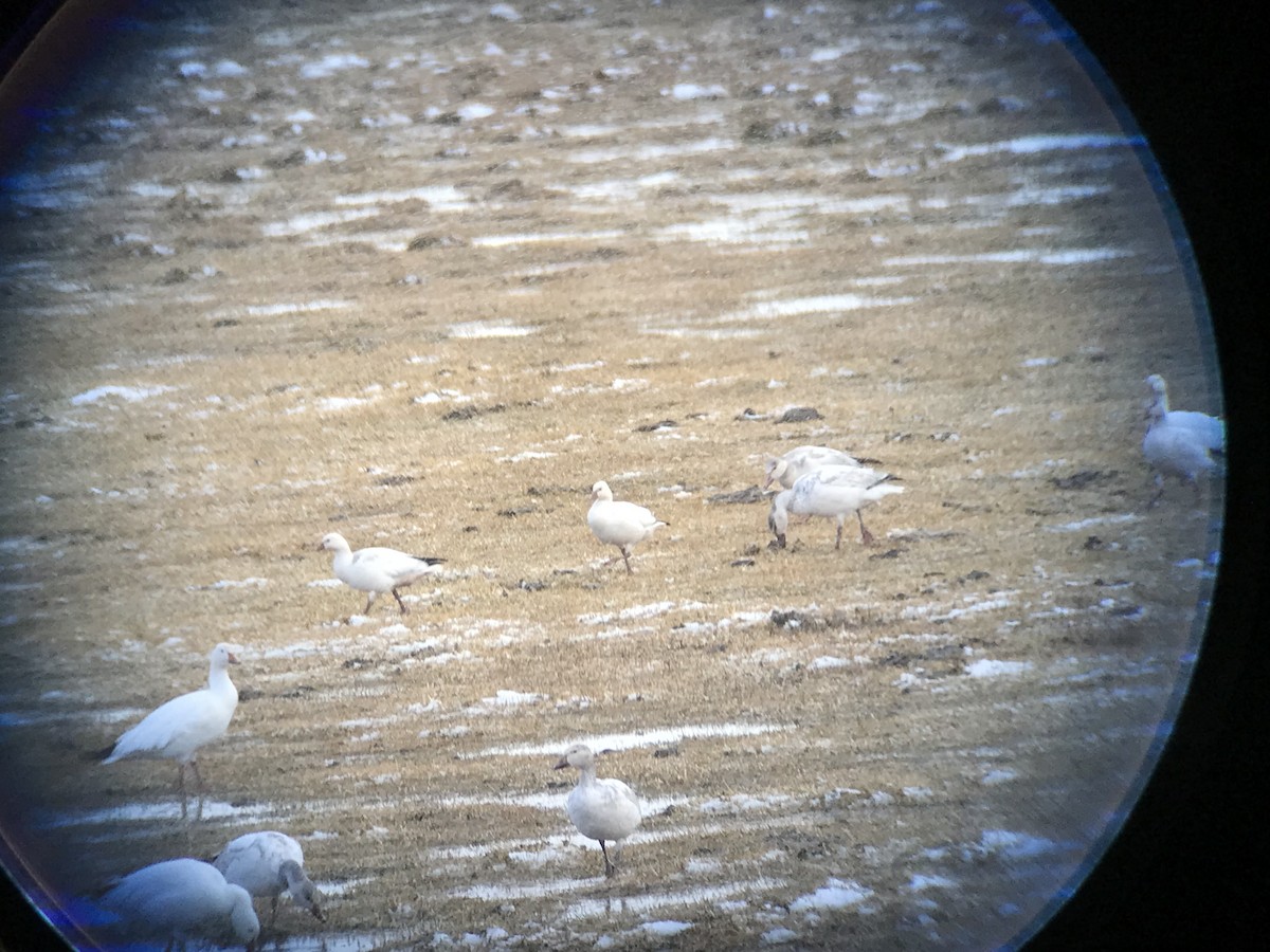 Цасны галуу - ML526805761