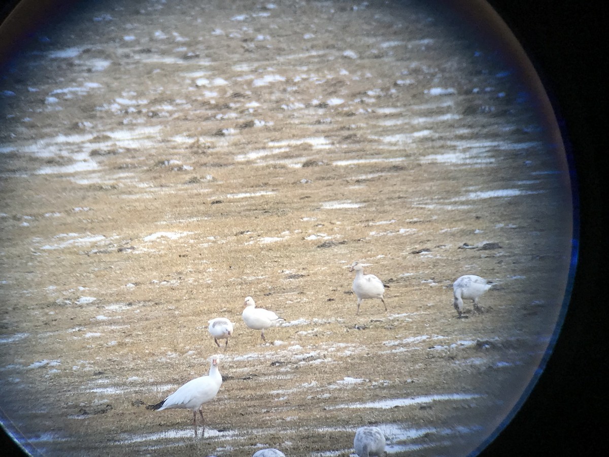 Цасны галуу - ML526805771