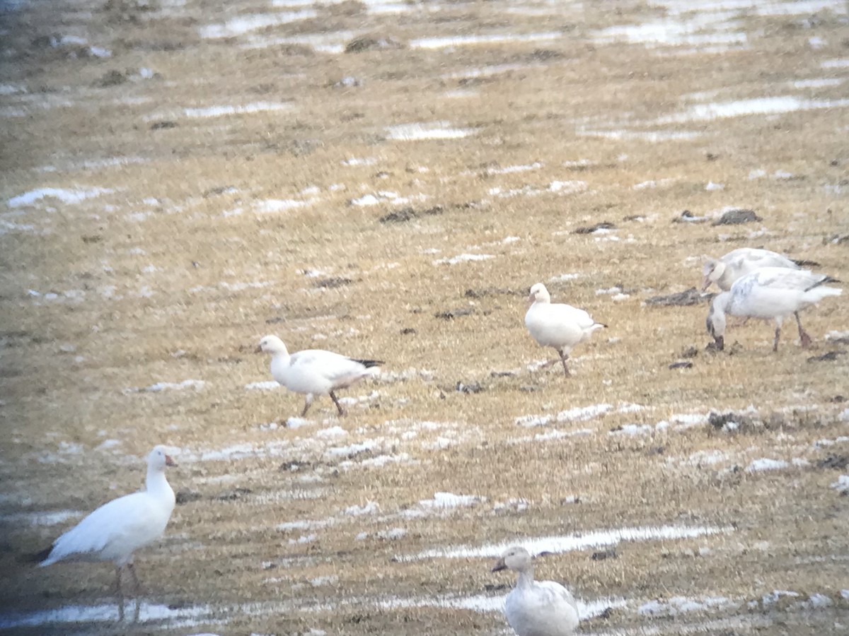 Ross's Goose - ML526806351