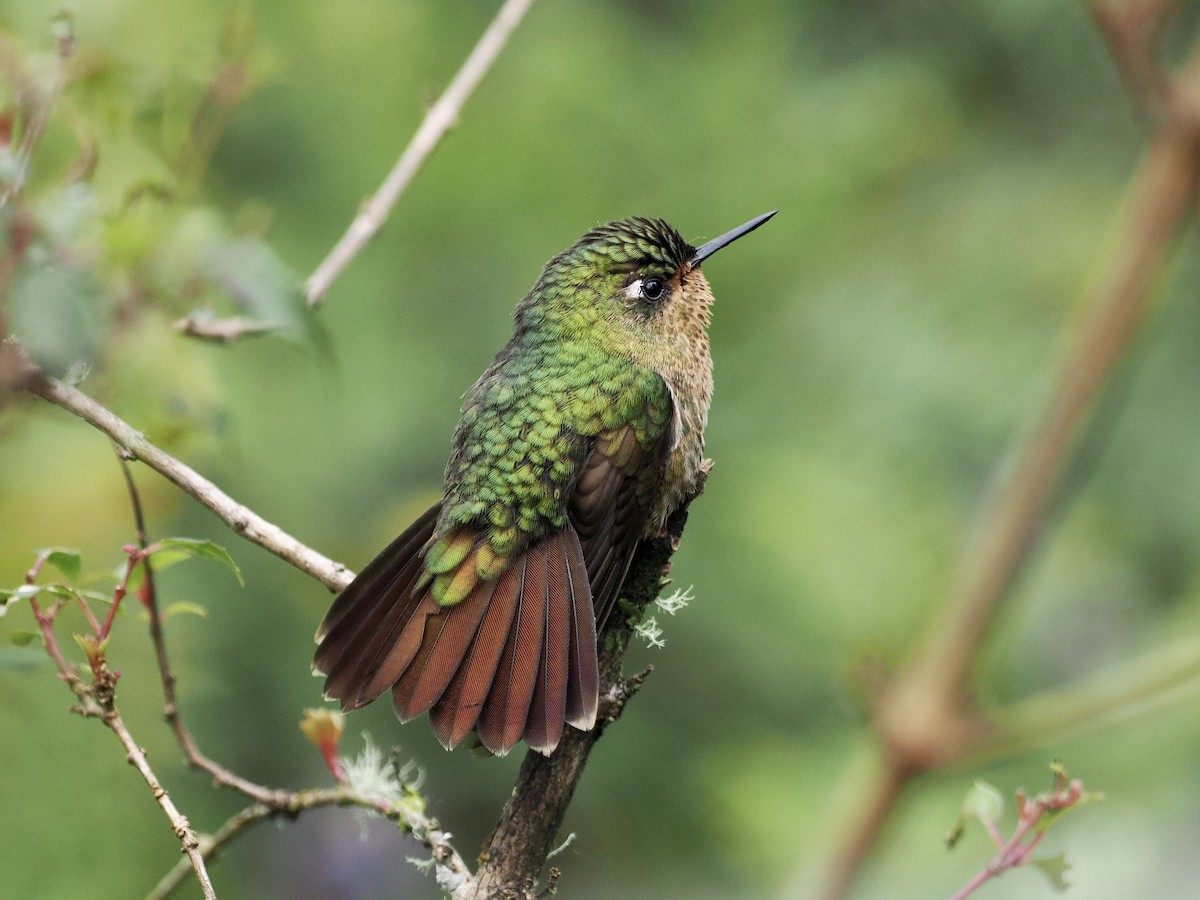 ML526806861 - Tyrian Metaltail - Macaulay Library