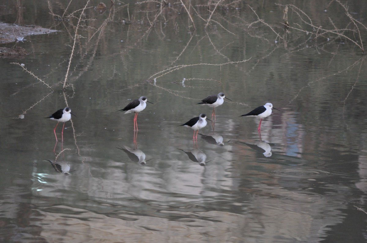 Black-winged Stilt - Anup Chavda