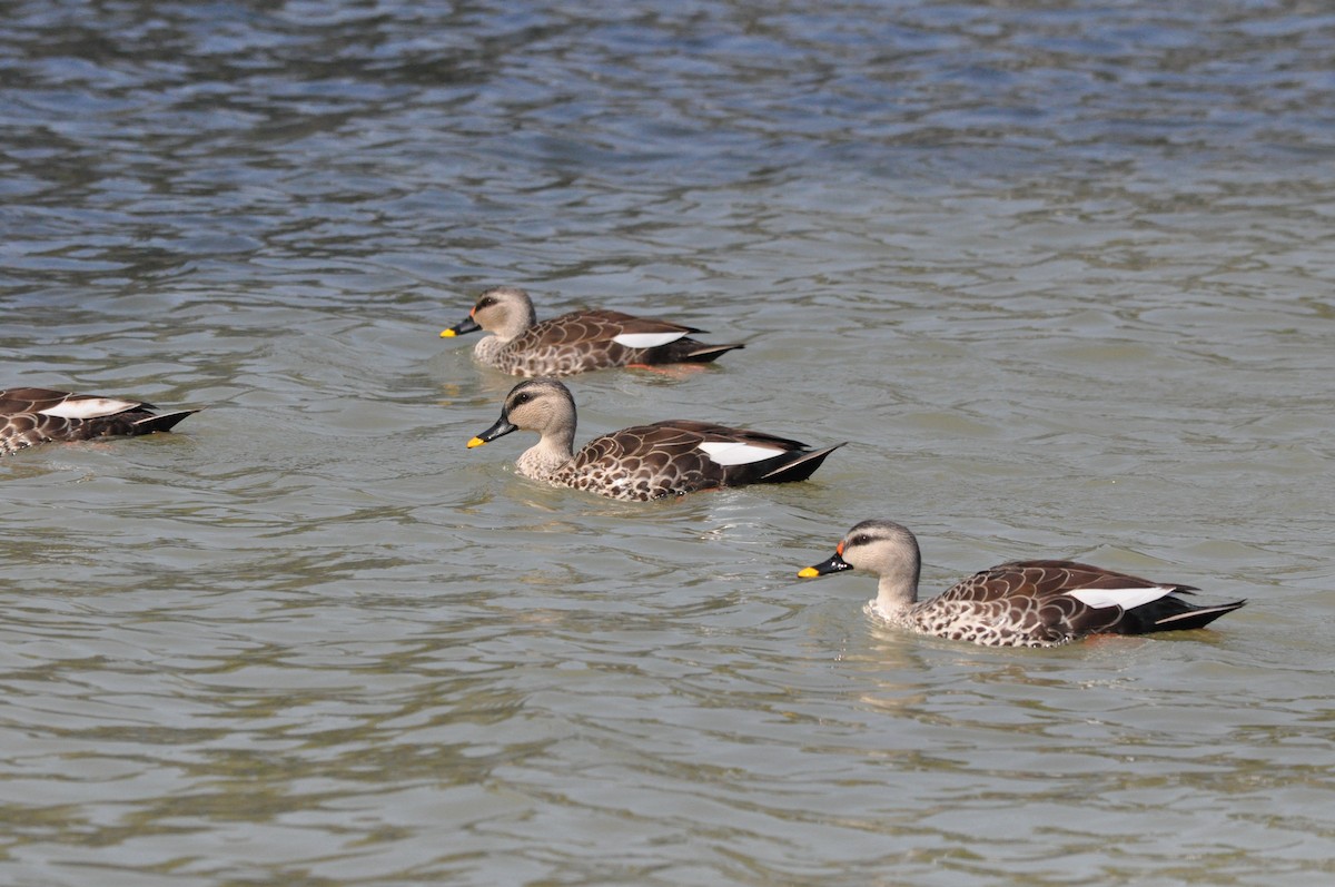 Canard à bec tacheté - ML526807401