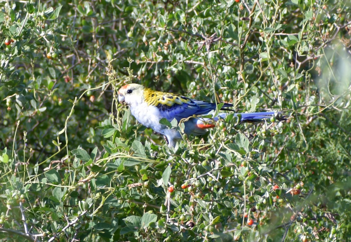 Pale-headed Rosella - ML526807411