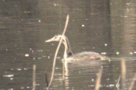 Great Crested Grebe - ML526807601