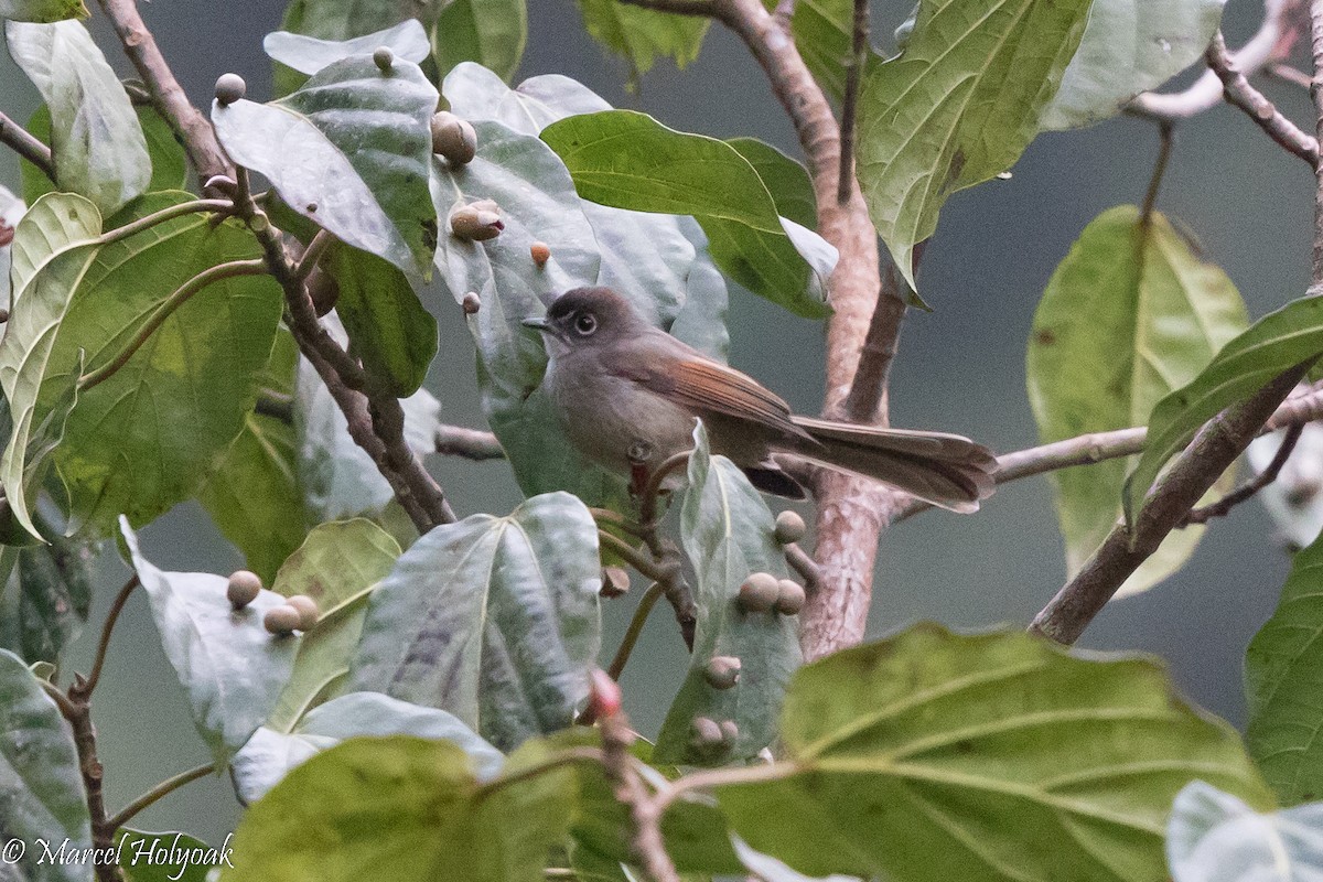 Brown-capped Fantail - ML526808401