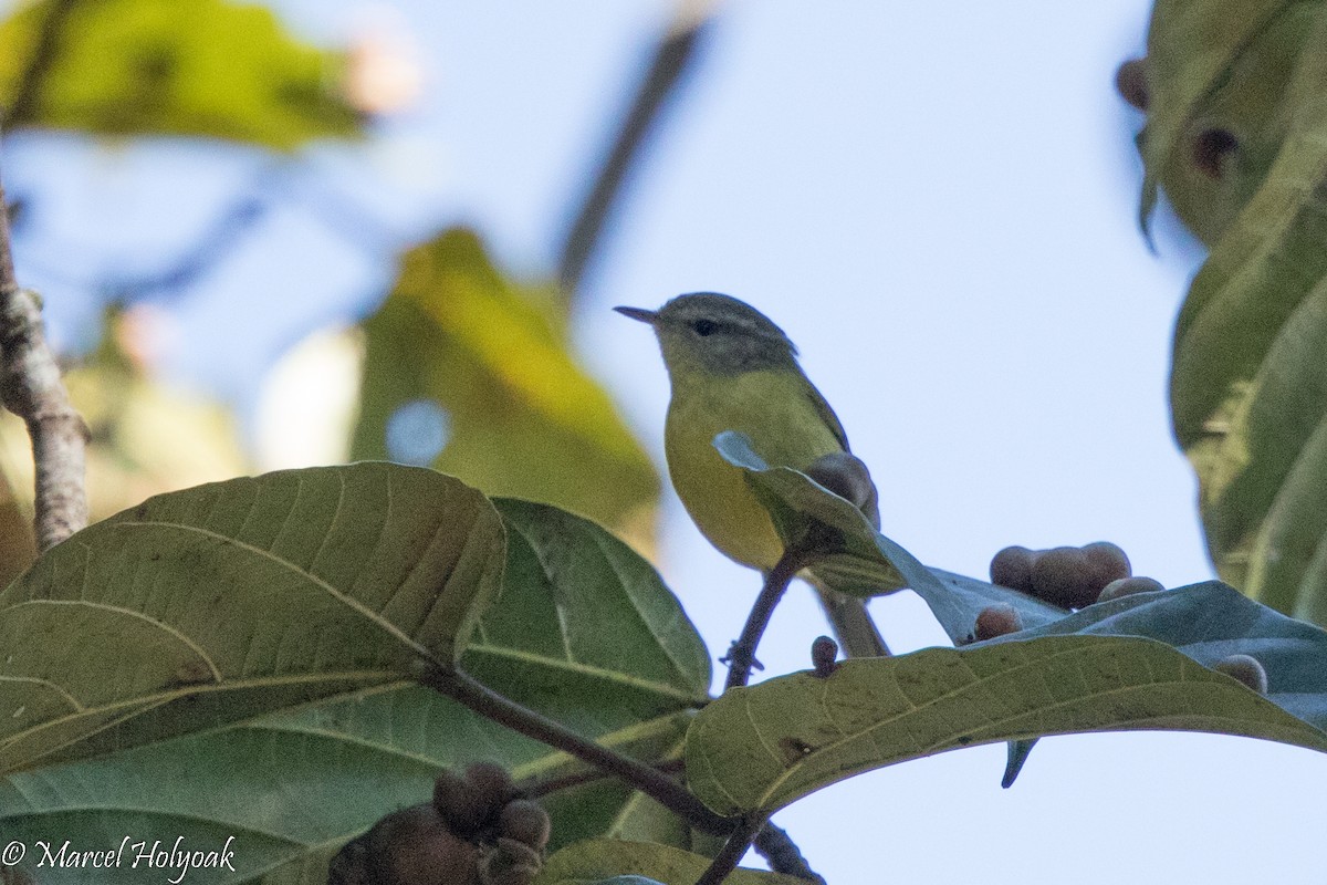 Timor Leaf Warbler - Marcel Holyoak